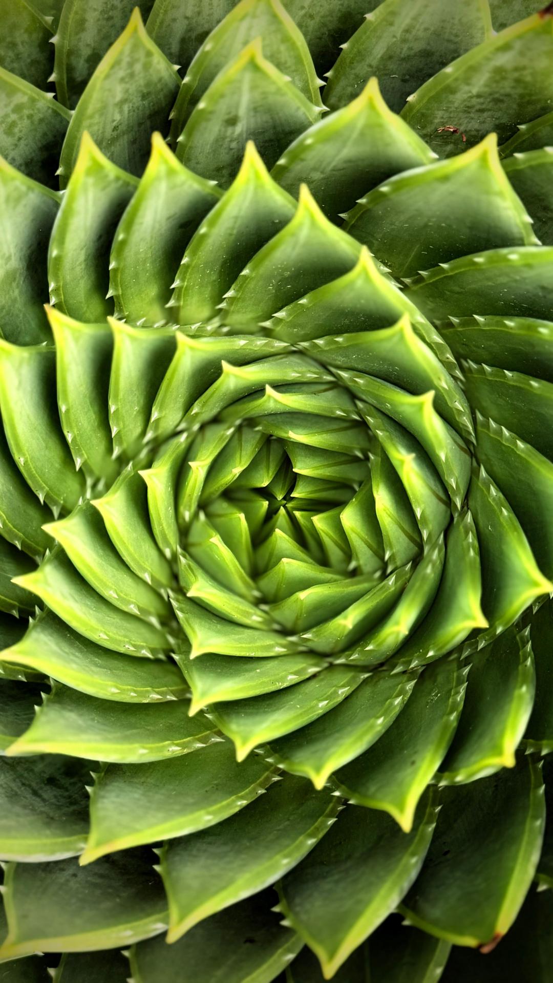 Nature et geometrie